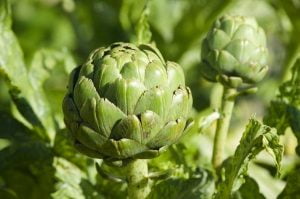 alcachofa