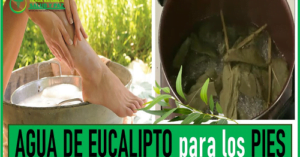 el agua de eucalipto es buena para los pies