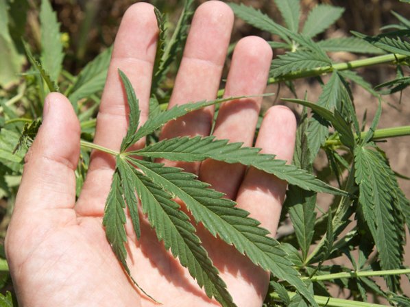 Beneficios de la marihuana