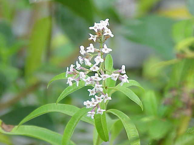 Cidron