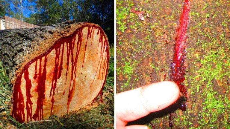sangre