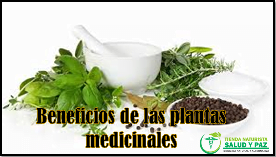 beneficios de las plantas medicinales